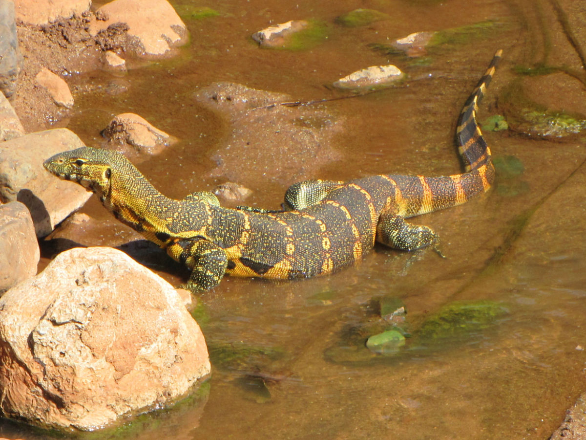 Ящерица Варан Нильский