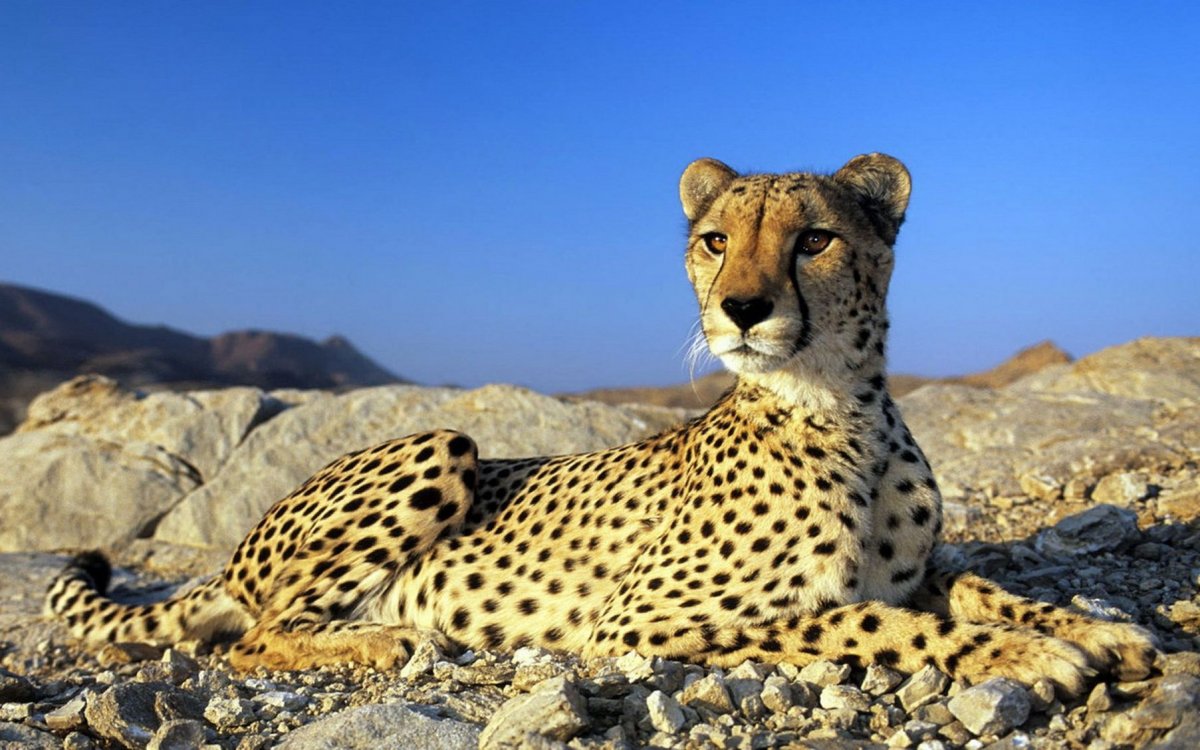 Cheetah (гепард)