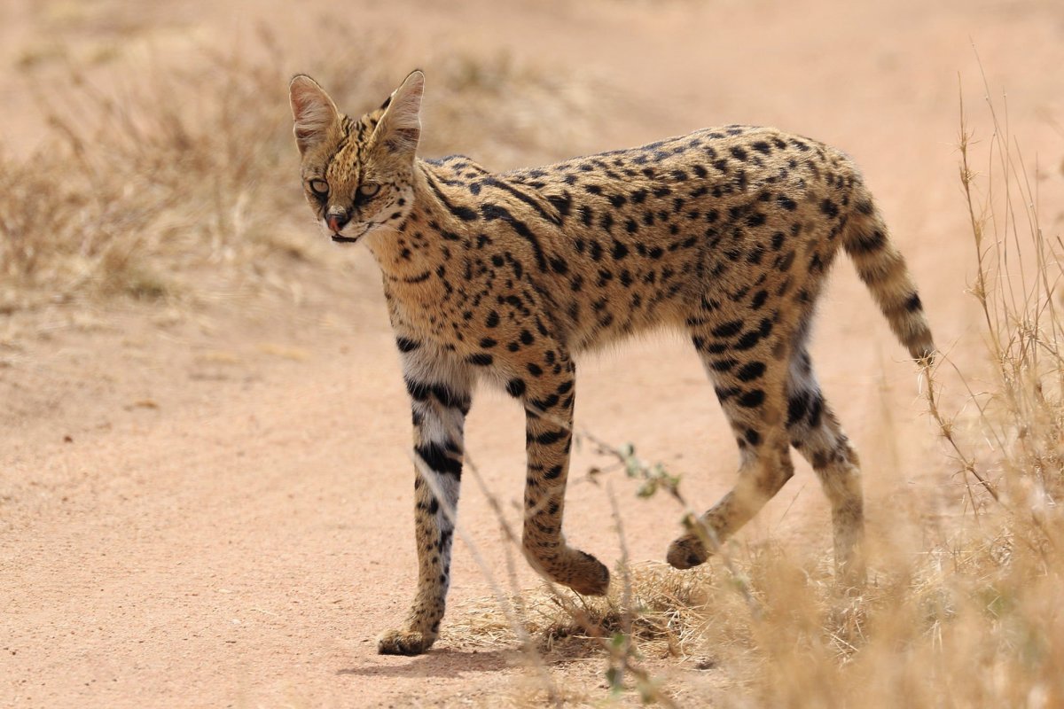 Сервал хвост