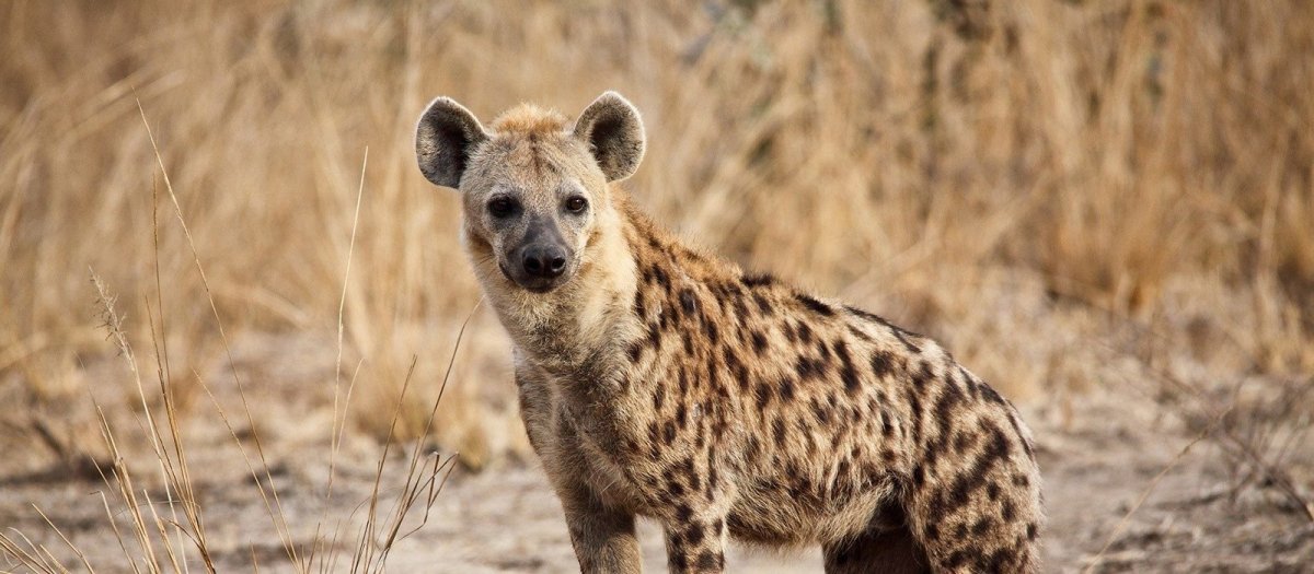 Саванны Африки животные гиены