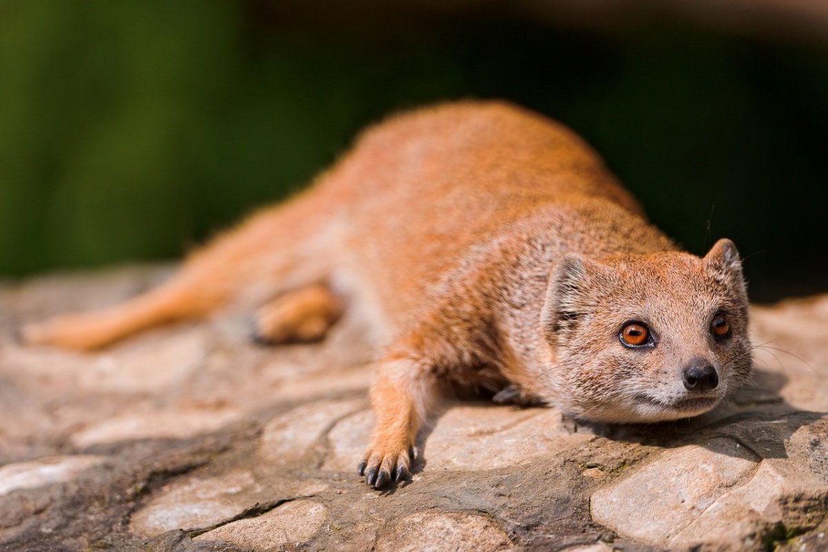 Яванский Мангуст