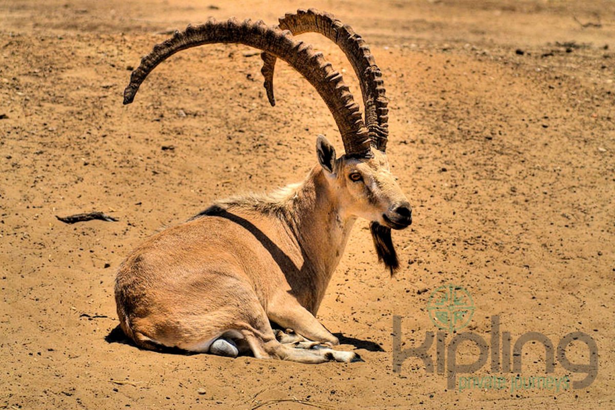 Нубийский горный козел (carpa nubiana)