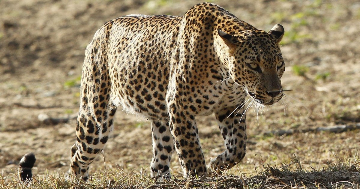 Леопард и верблюд