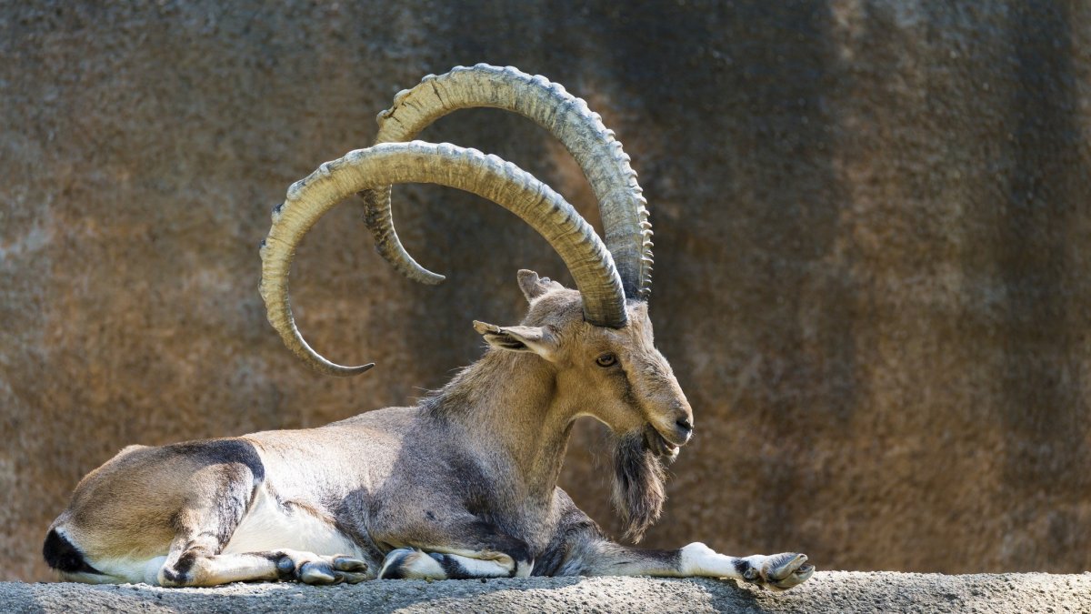 Нубийский Козерог