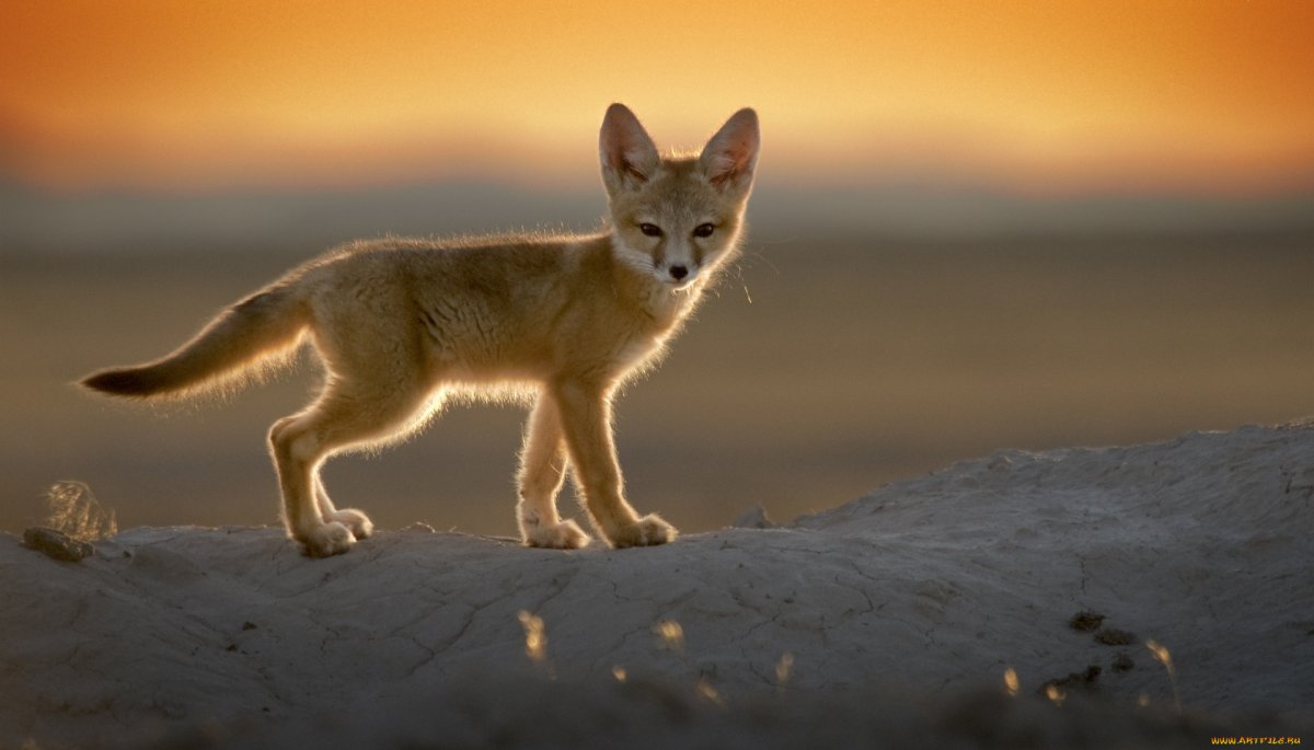 Пустынная лиса фенек