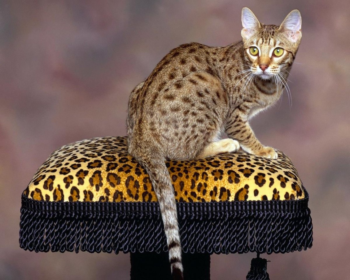 Оцикет полосатый