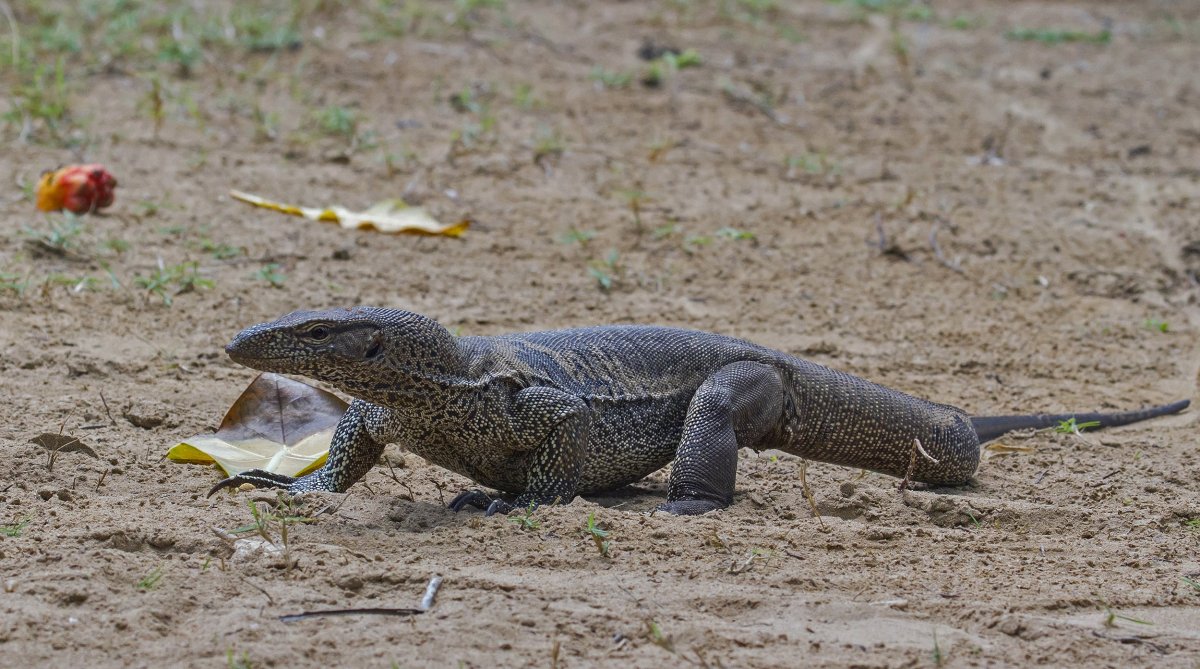 Бенгальский Варан