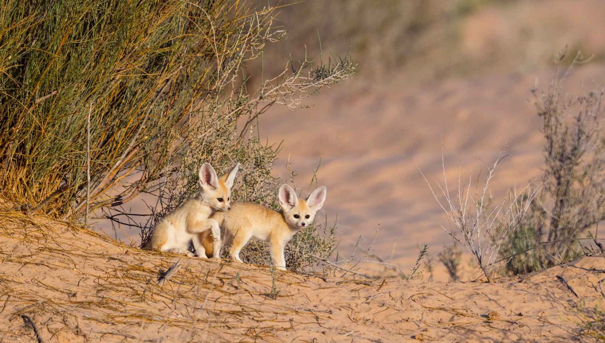 Фенёк в полупустыне
