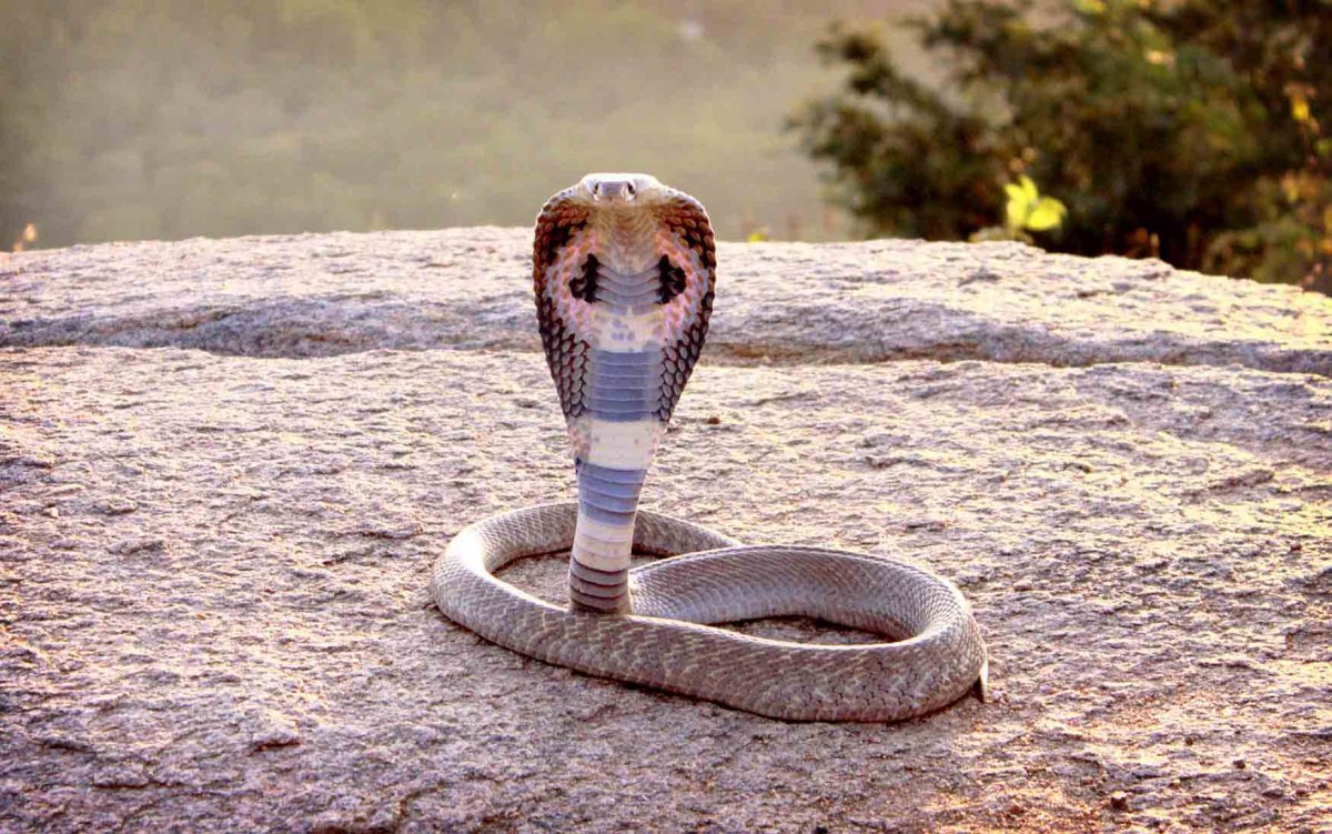 Индийская очковая Кобра