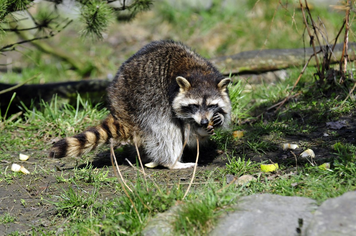 Полосатое животное похожее на енота