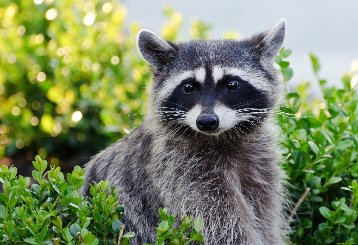 Кубанский енот полоскун