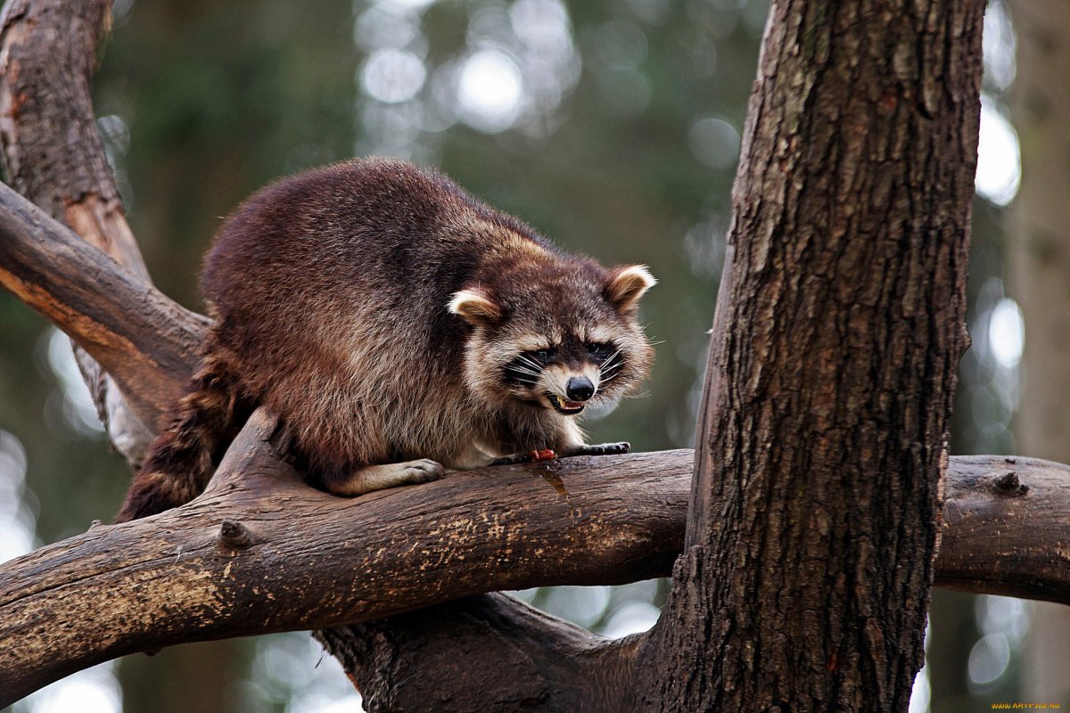 Рыжий енот полоскун