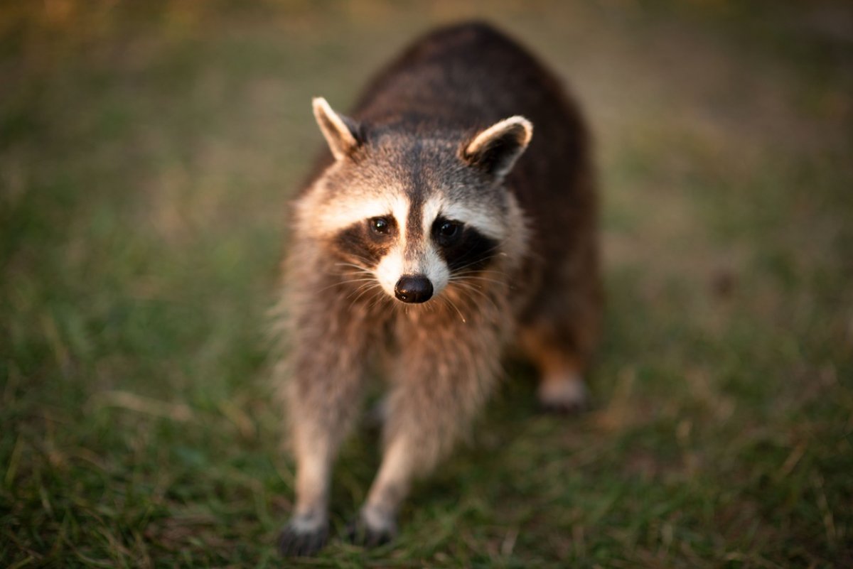 Енот пиксабай