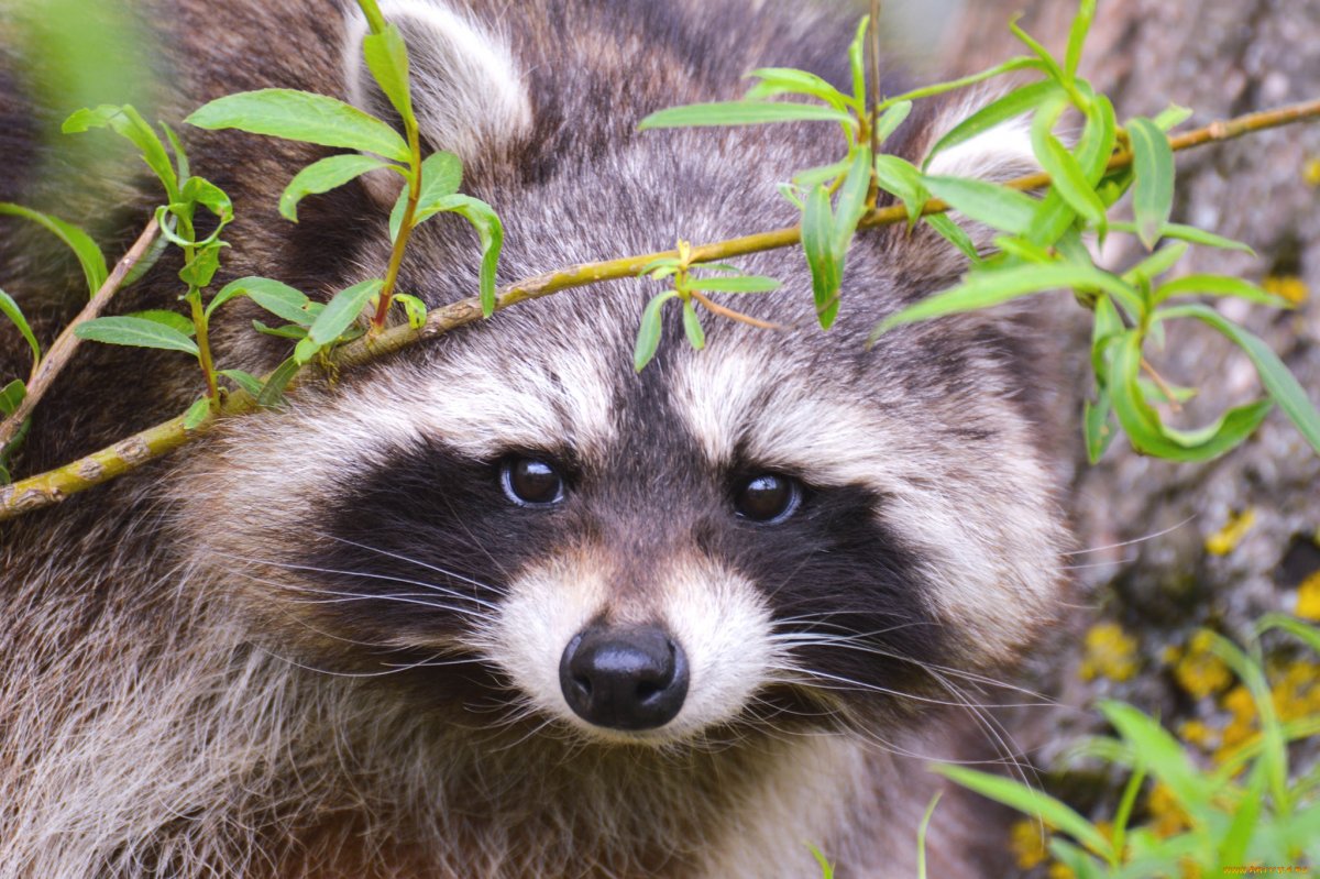Мордочка енота