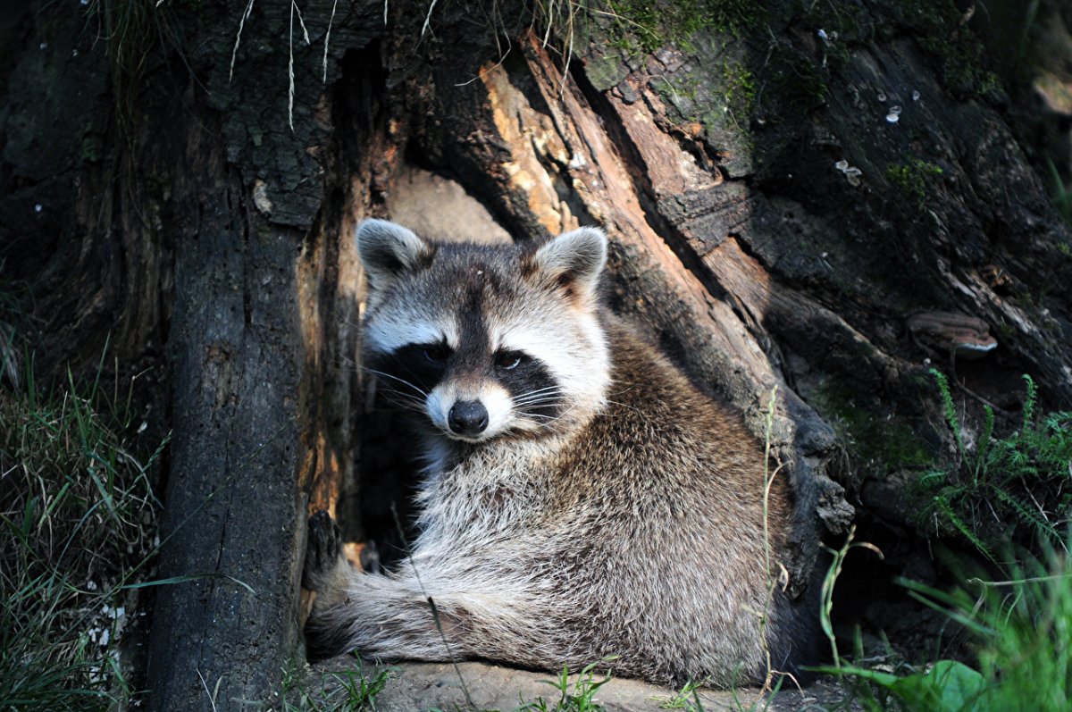 Короткошерстный четырехпалый австралийский енот