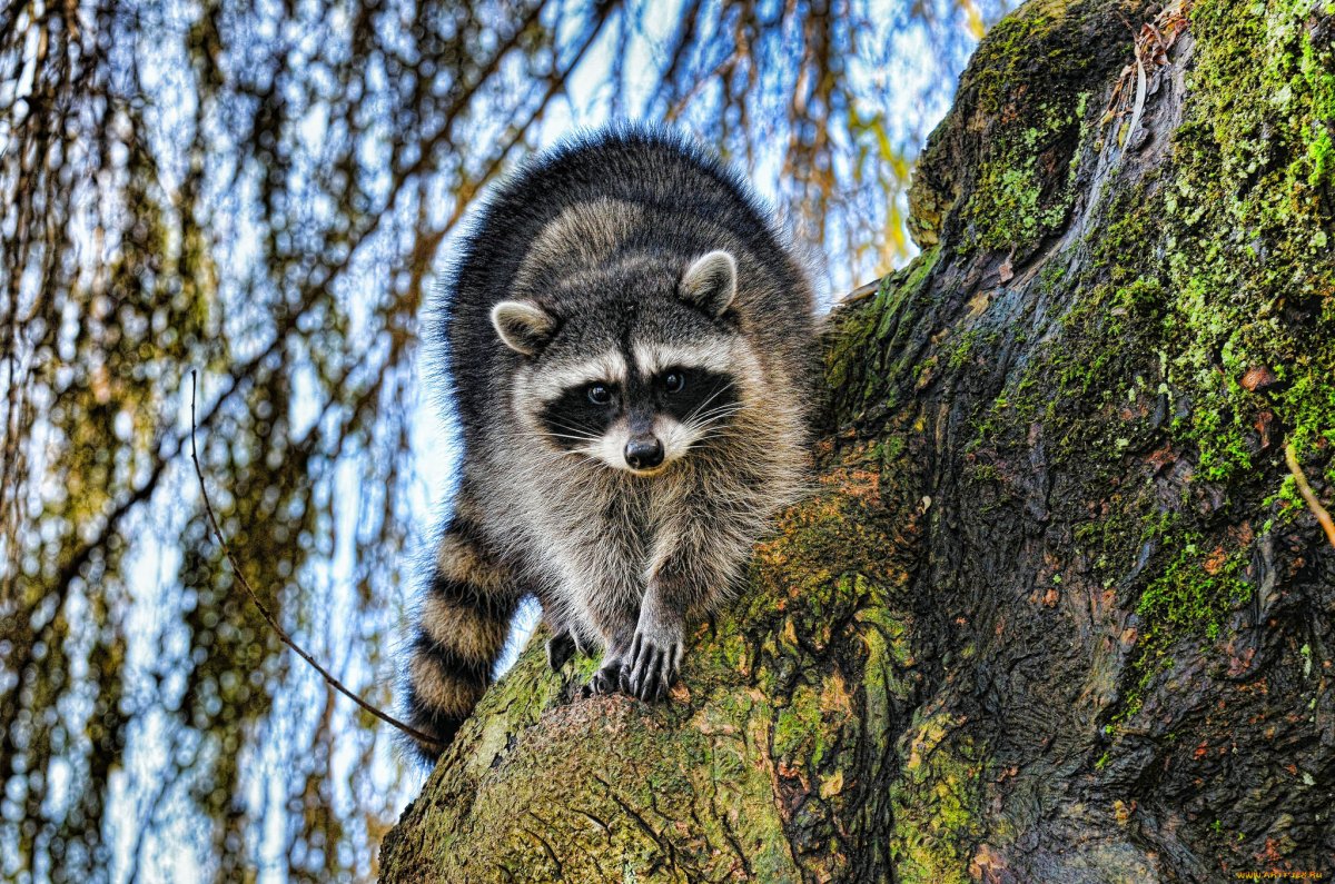 Raccoon problem