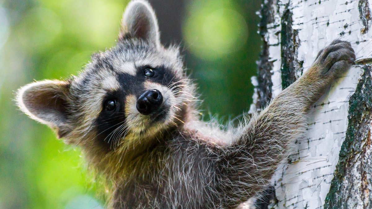 Черный енот полоскун