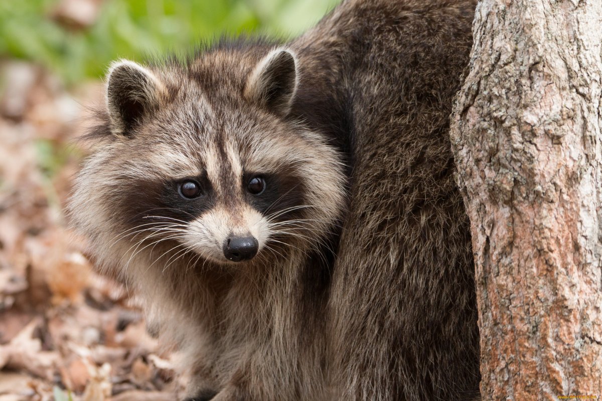 Дикие животные енот