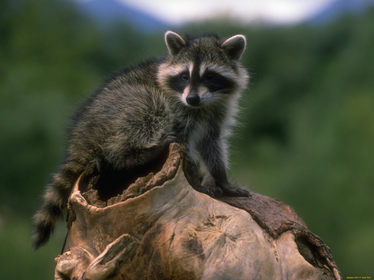 Японский енот