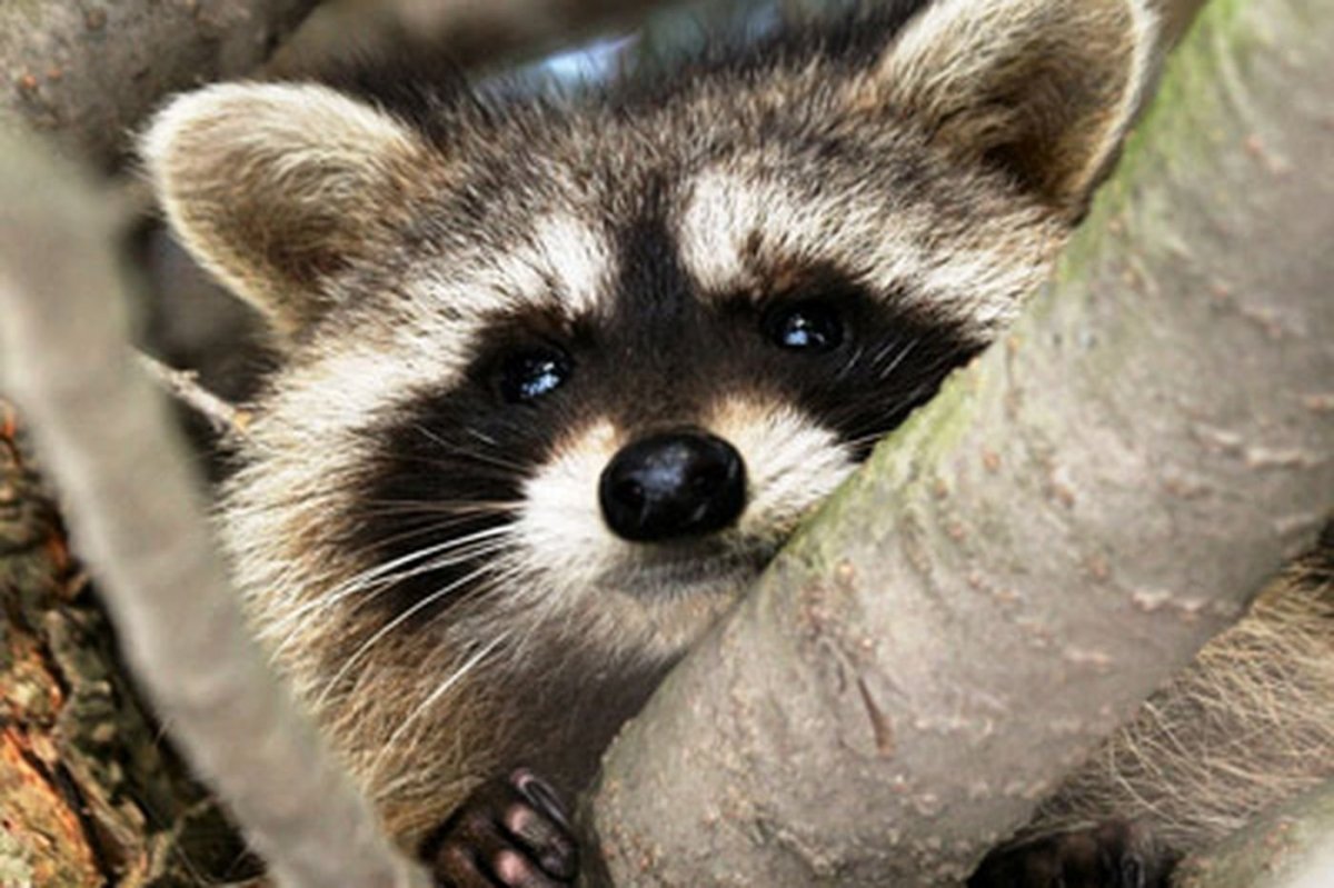 Енот полоскун морда