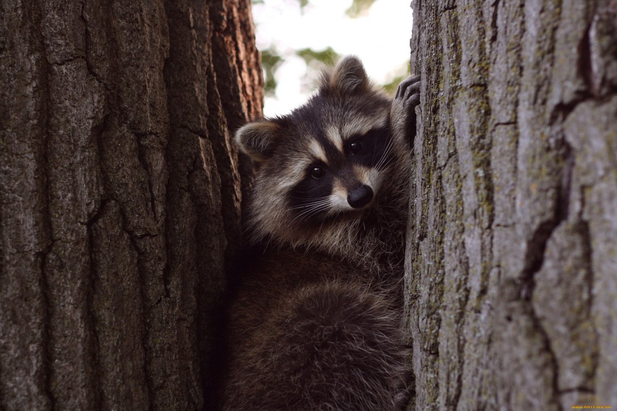 Ареал красной панды