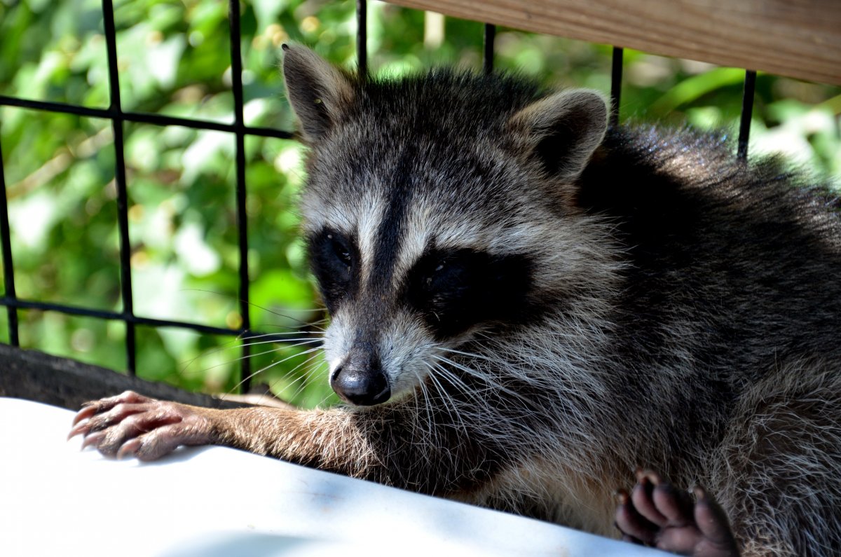 Животные Краснодарского края енот полоскун