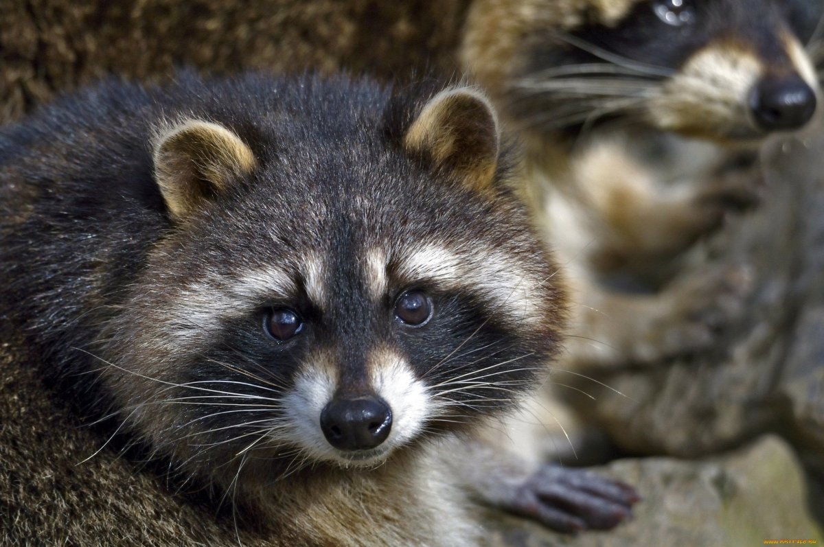 Енот Арсений Брянск