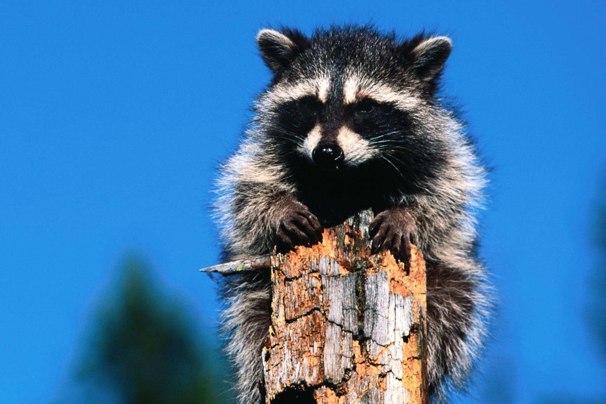 Дикие еноты в Краснодарском крае