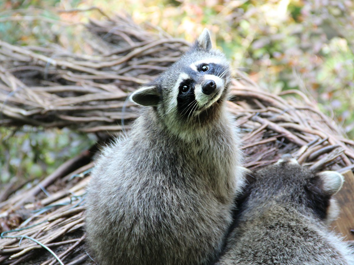 Охота на енота полоскуна