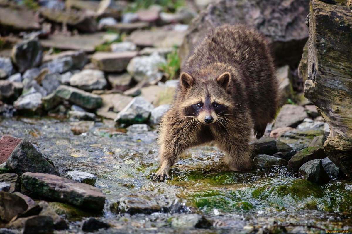 Енот полоскун потирает лапы