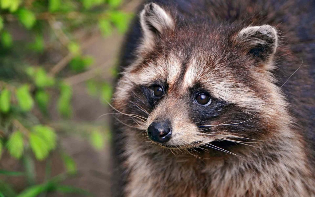 Енот малыш фото