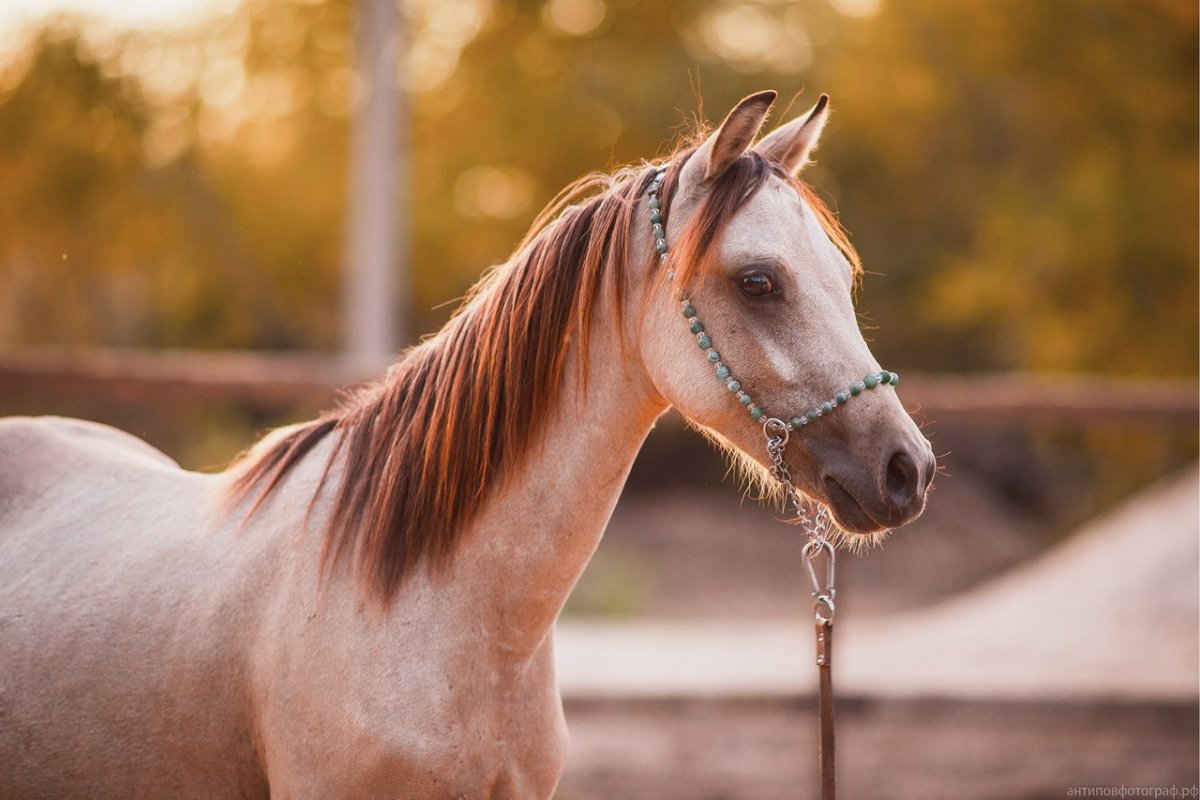 Уэльский пони