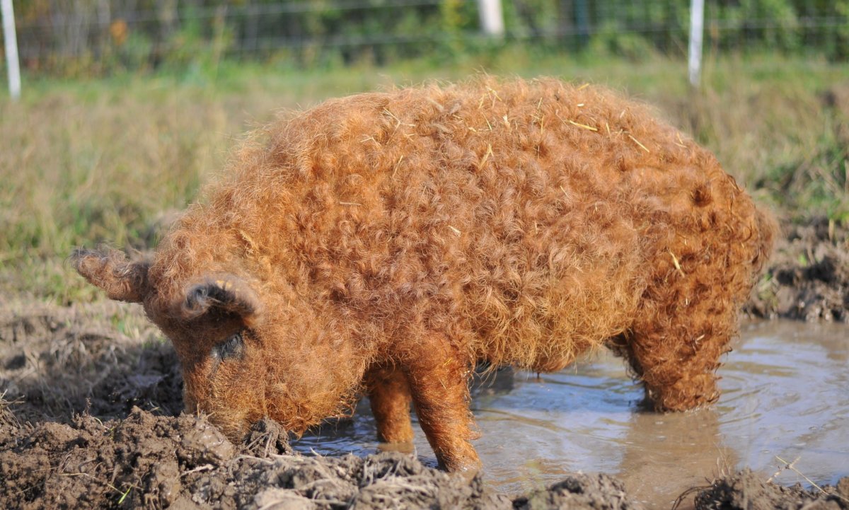 Венгерская пуховая мангалица