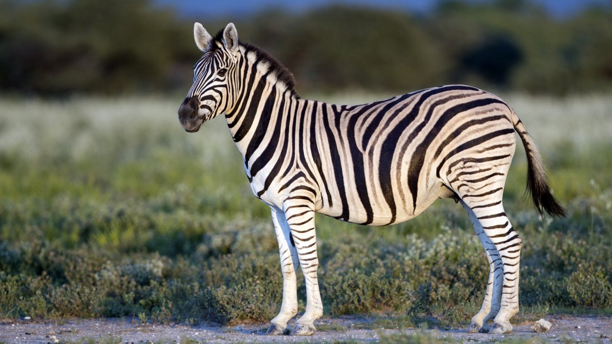 Горная Зебра Equus Zebra