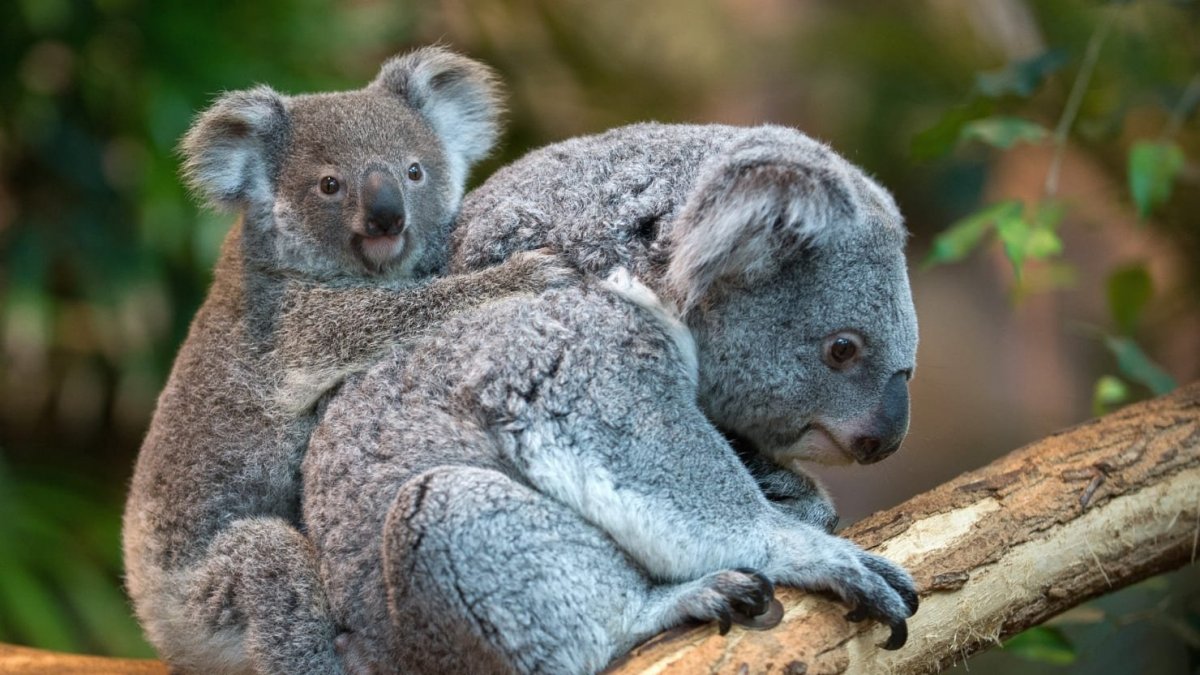 Животные мира