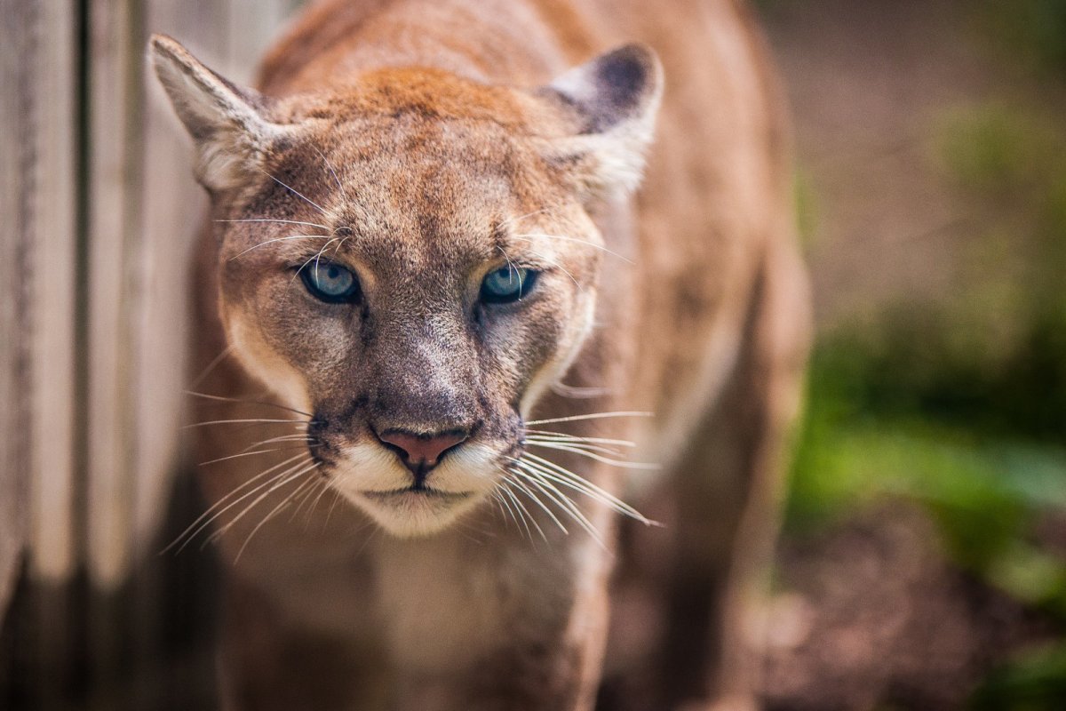 Маленькая Пума