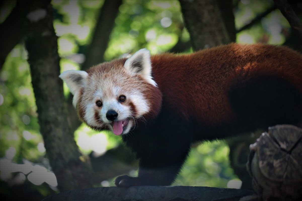 Млекопитающие красная Панда
