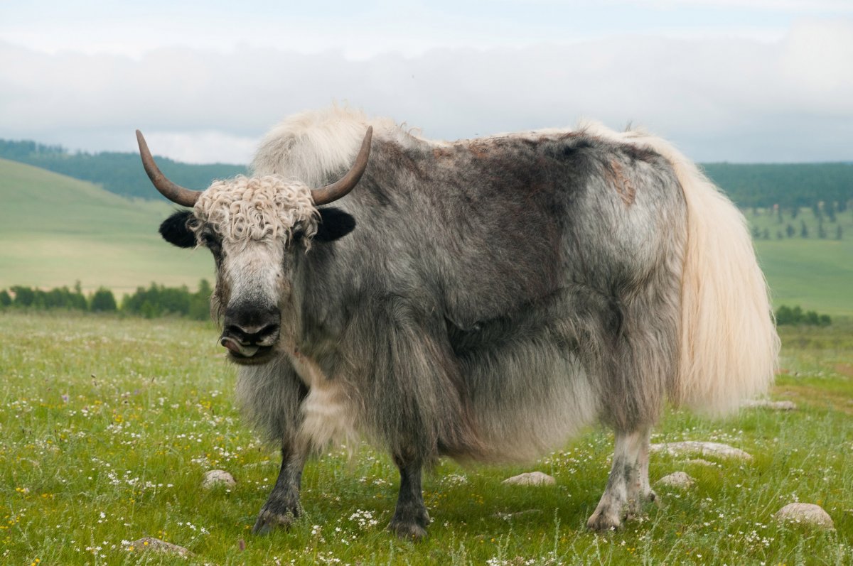 Животные Монголии