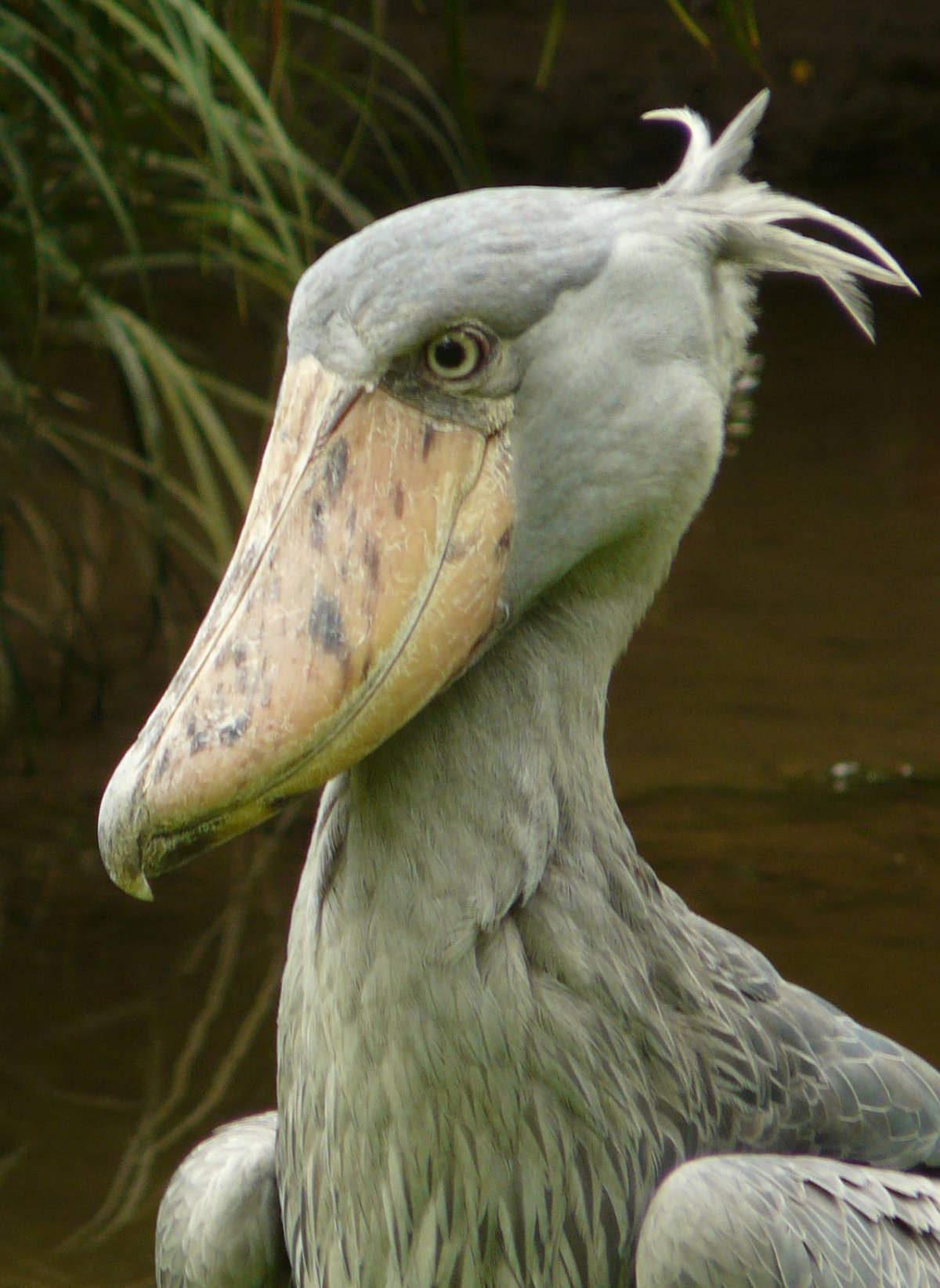 Китоглав птица и человек