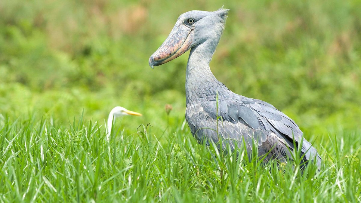 Цапля китоглав