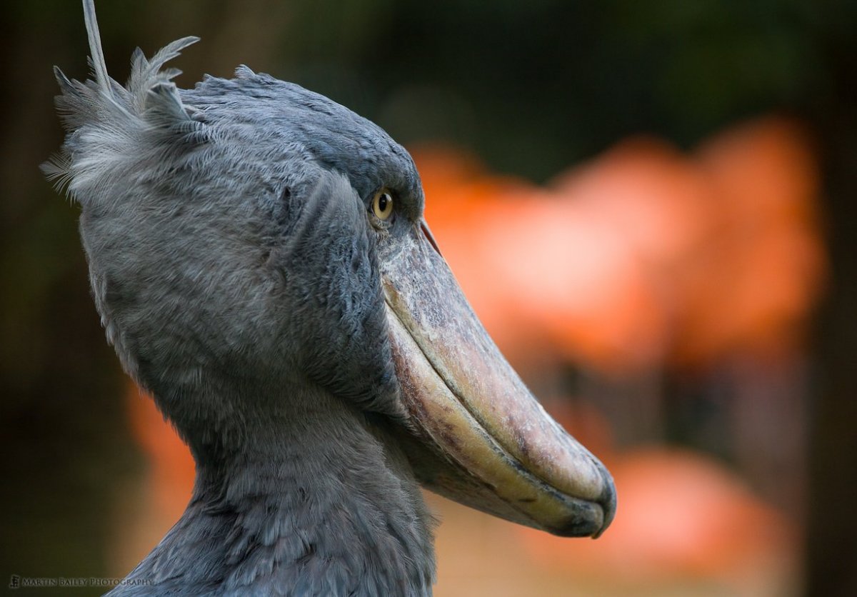 Shoebill Stork птица