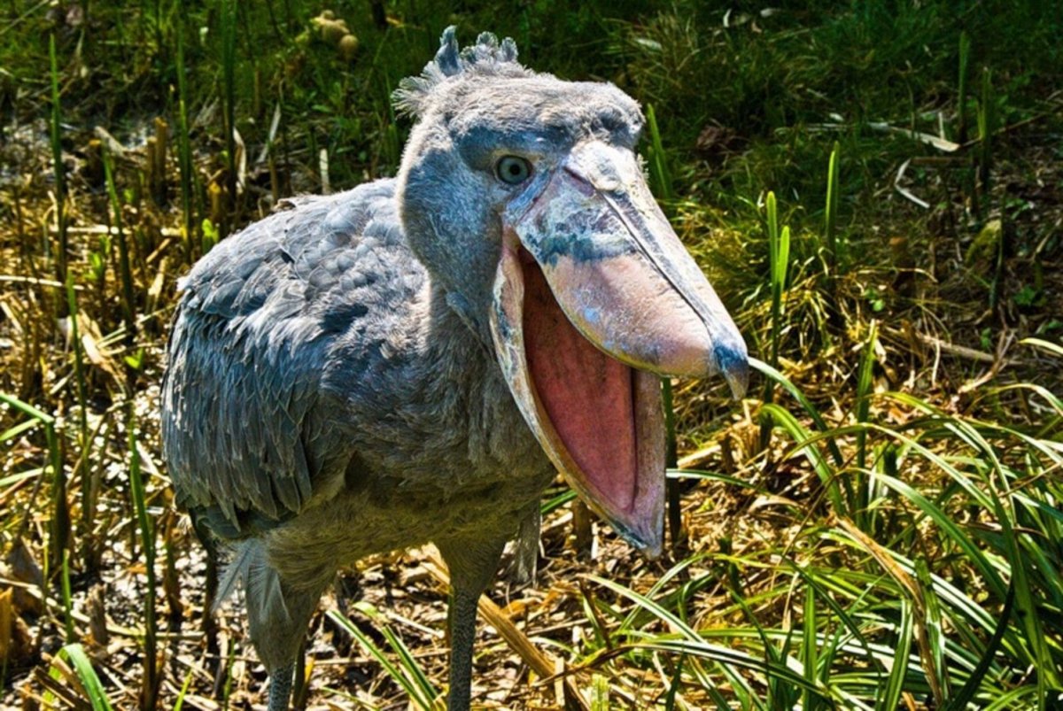 Цапля китоглав