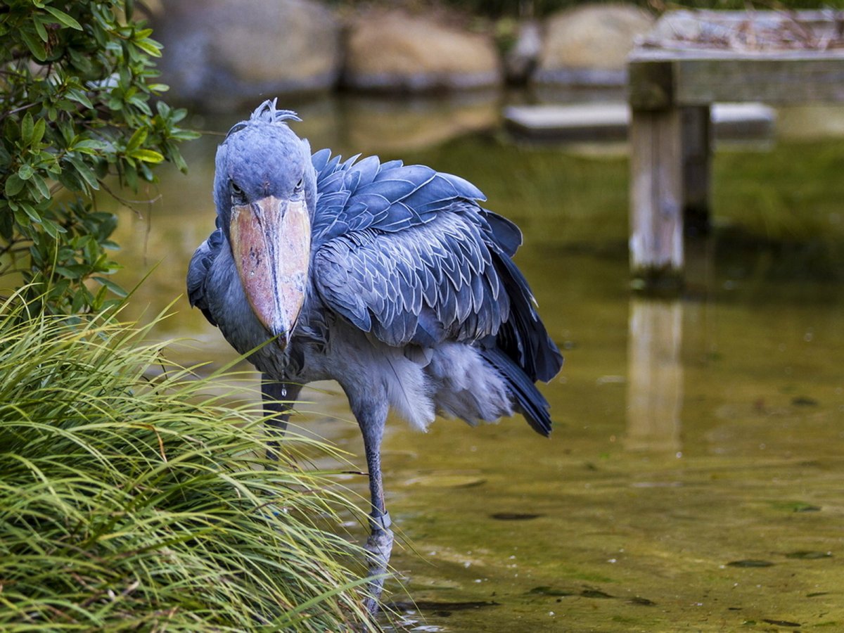 Королевская птица "китоглав"