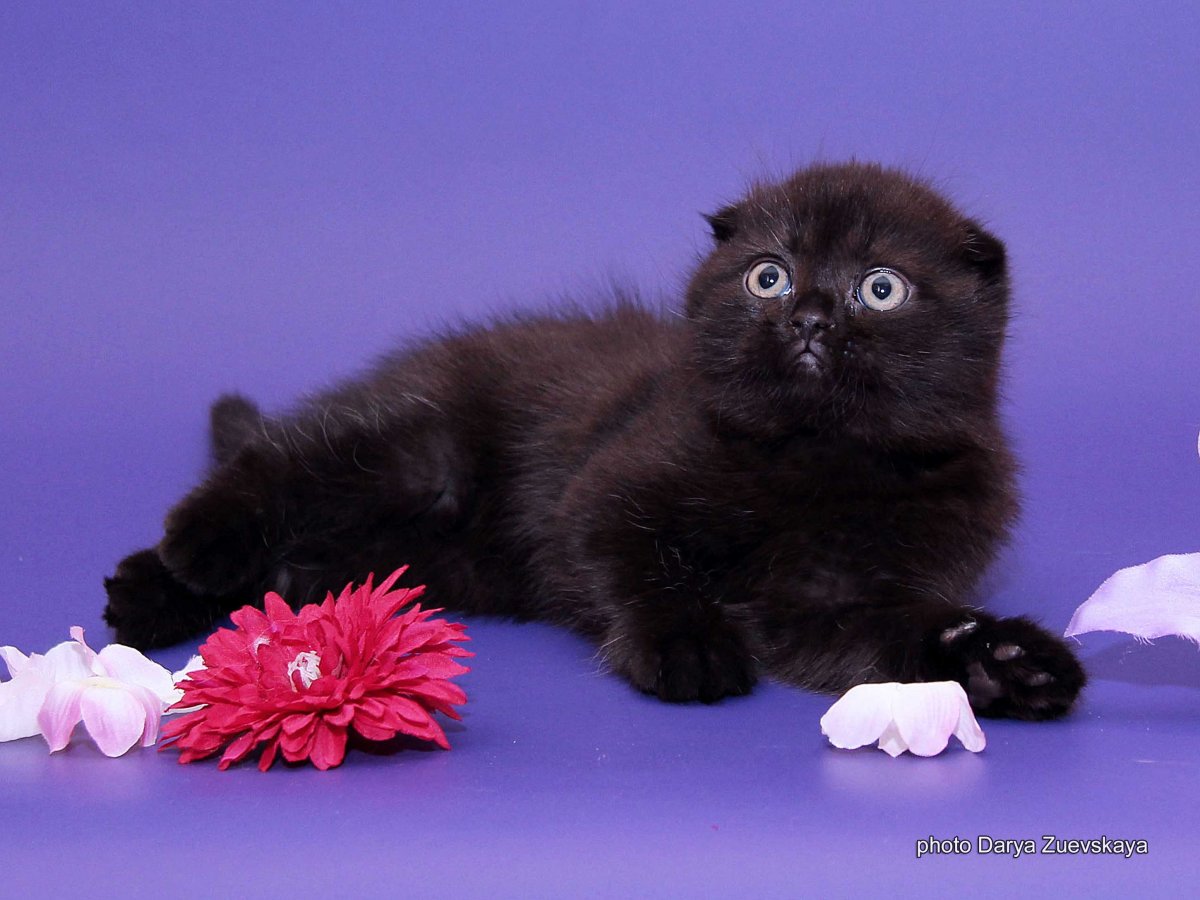 Шотландские вислоухие коты черные