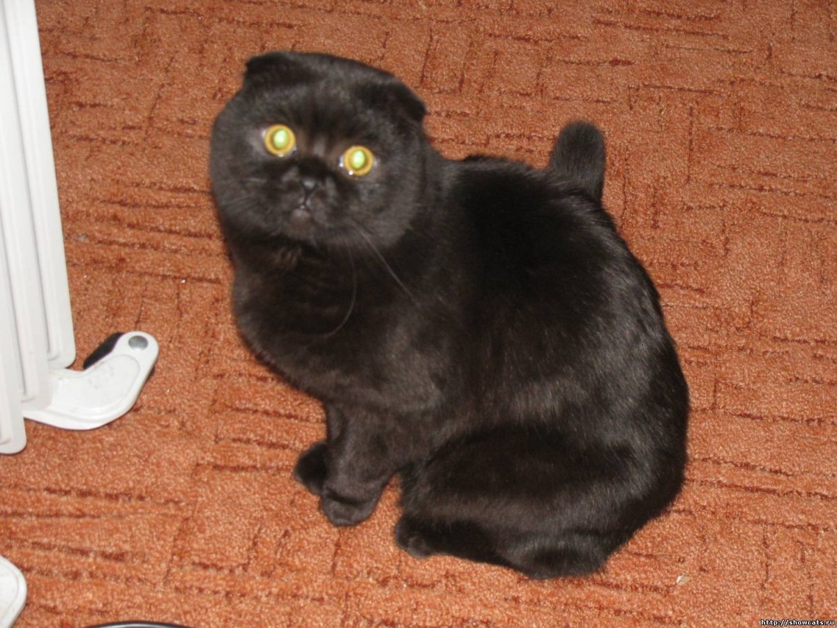 Шотландский вислоухий кот черный