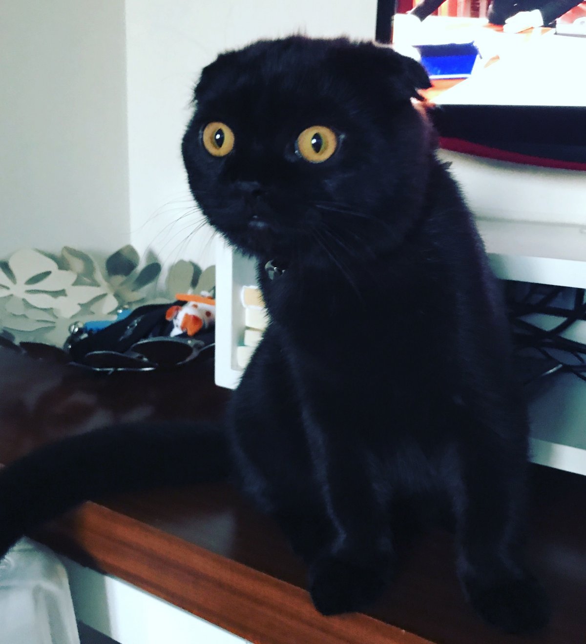 Скоттиш фолд котята черные