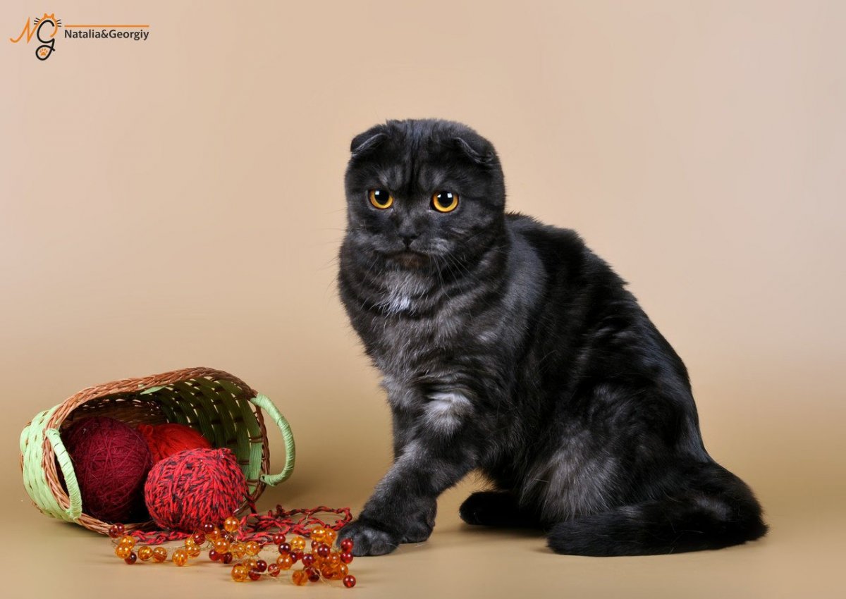 Шотландская вислоухая кошка черная