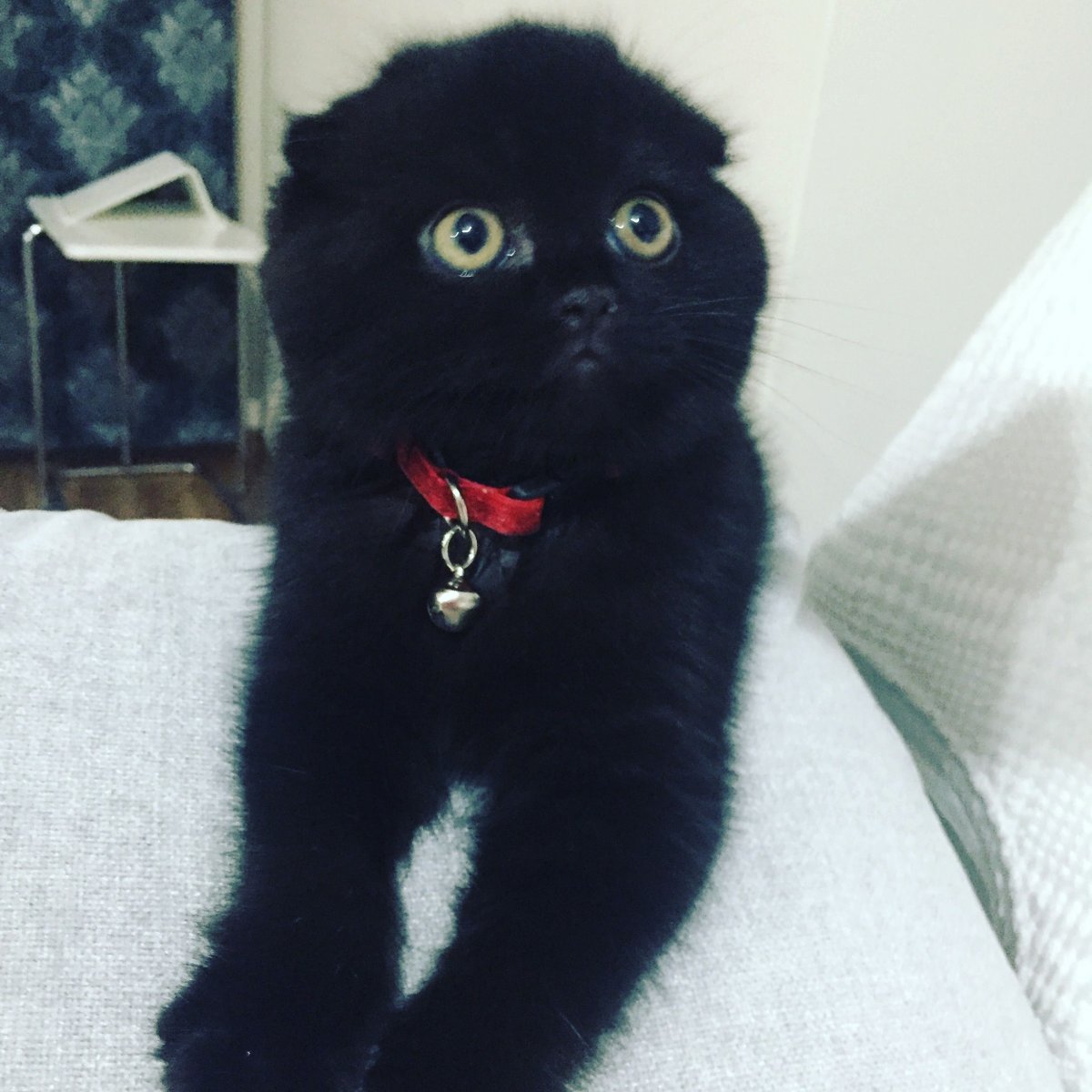 Милые вислоухие котики чёрные