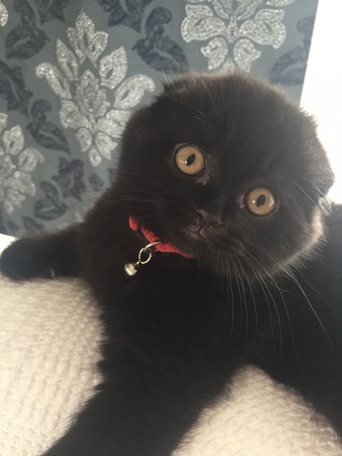 Скоттиш фолд вислоухий черный