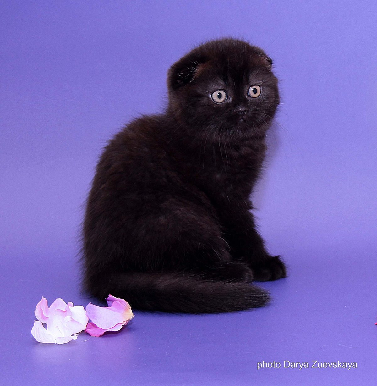 Британец вислоухий черный